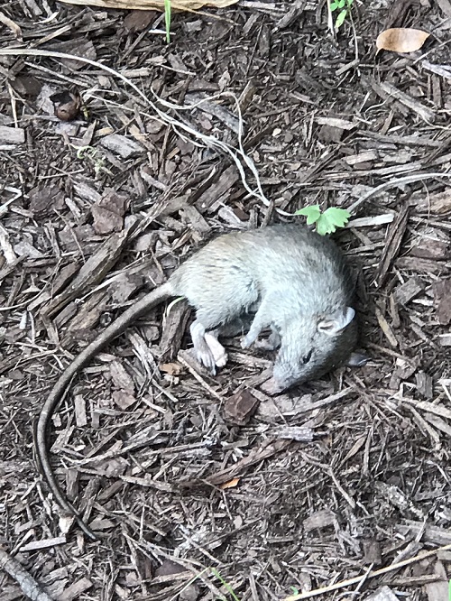 Rodent Extermination Loxahatchee FL